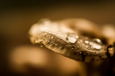 Illustration pellicle - Image 1