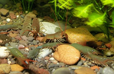 Illustration crayfish - Image 1