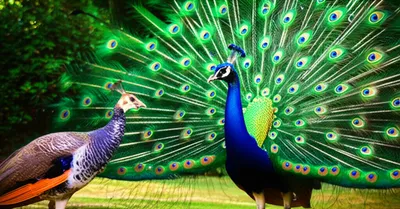 Illustration courts - Image 1