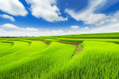 Illustration ordinary - Image 1