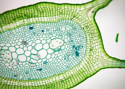 Illustration sacs - Image 1