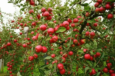 Illustration rachitis - Image 1