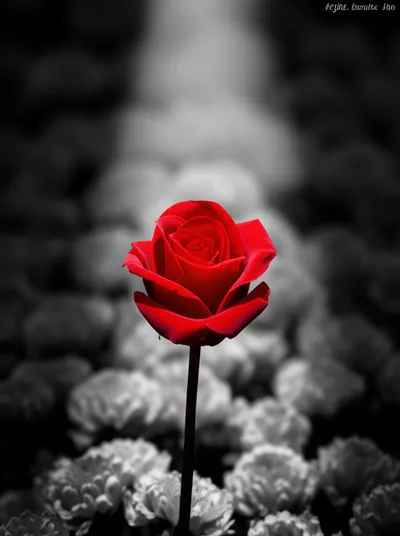 Illustration centers - Image 1