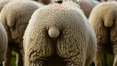 Illustration dod - Image 1