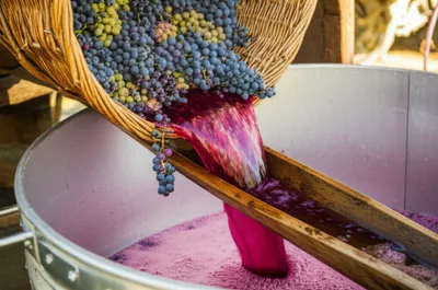 Illustration vinifying