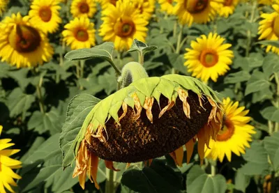 Illustration limping - Image 1