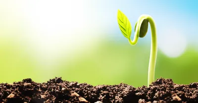 Illustration birthing - Image 1