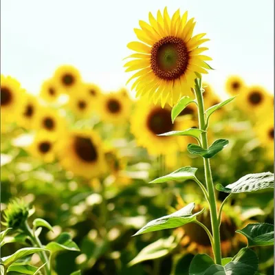 Illustration disposed - Image 1