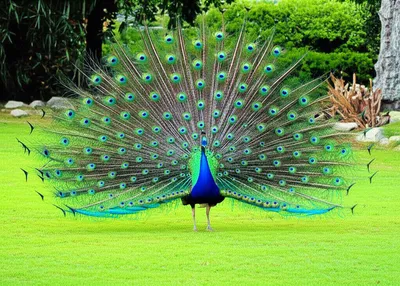 Illustration swagger - Image 1