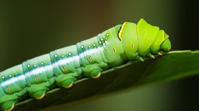 Illustration prolegs - Image 1