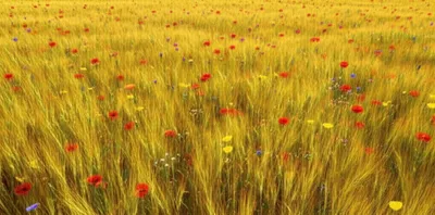 Illustration scattering - Image 1