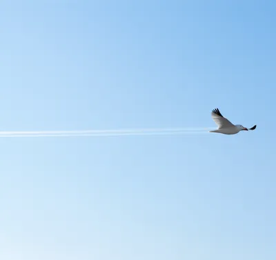 Illustration wing - Image 1