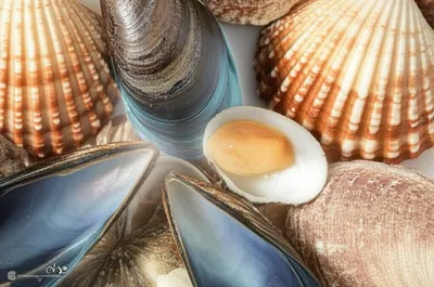 Illustration lunule - Image 1