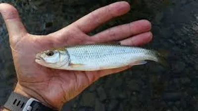 Illustration corporal - Image 2