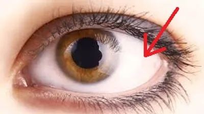 Illustration white - Image 3