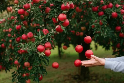 Illustration yielded - Image 1