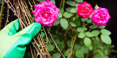 Illustration clearest - Image 2