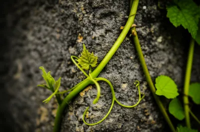 Illustration twisting - Image 1