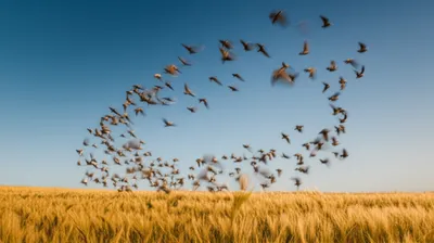 Illustration ringing - Image 1