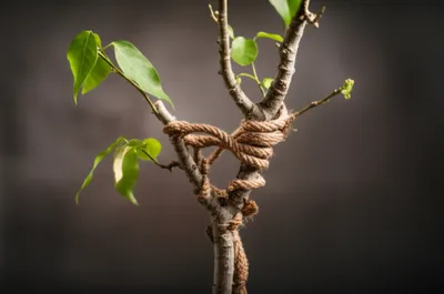 Illustration swaddling - Image 1