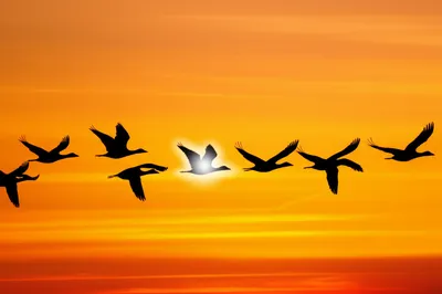 Illustration migratory