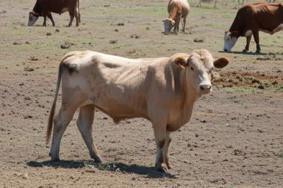 Illustration scrub - Image 1