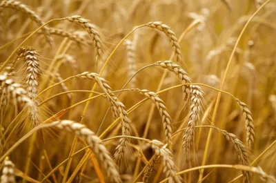 Illustration parches - Image 1