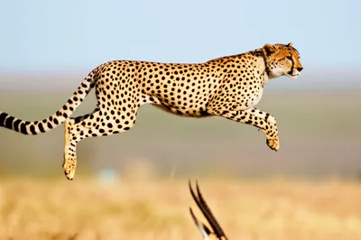 Illustration pouncing - Image 1