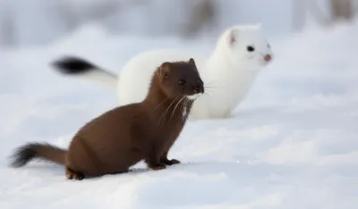 Illustration ermine - Image 1