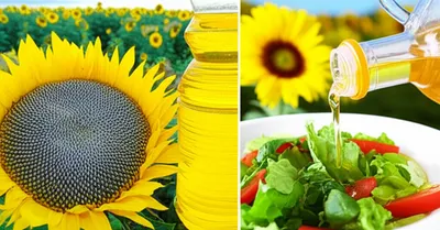 Illustration oilseed