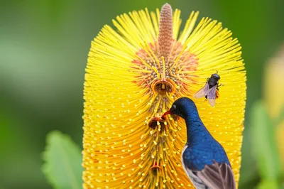 Illustration banksias - Image 1
