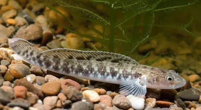 Illustration eelpouts