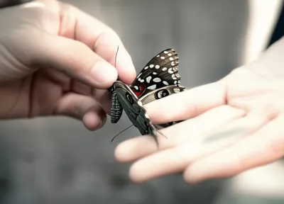 Illustration cruelty