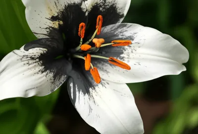 Illustration dirt - Image 1