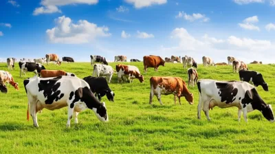 Illustration nowt - Image 1