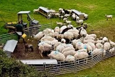 Illustration yard - Image 4