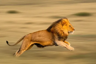 Illustration salient - Image 1