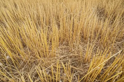 Illustration winder - Image 1