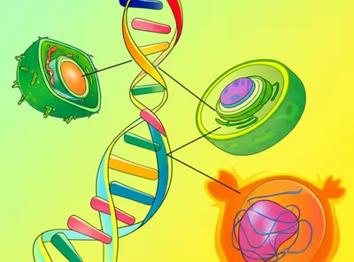 Illustration biologically - Image 1