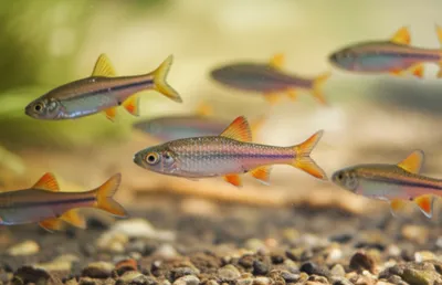 Illustration pinks - Image 1