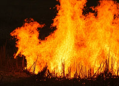 Illustration blazed - Image 1