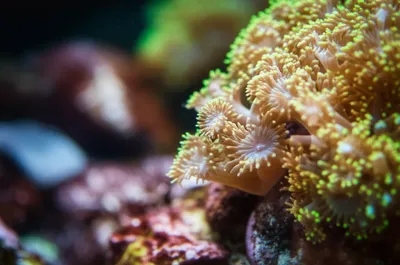 Illustration budding - Image 1