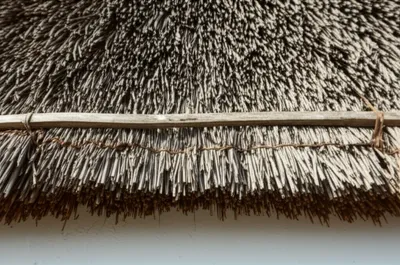 Illustration wattle - Image 1