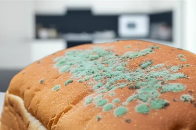 Illustration mildew - Image 1