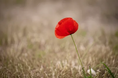 Illustration stirred - Image 1