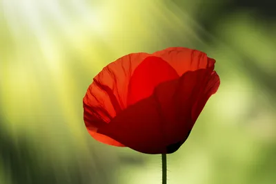 Illustration focussing - Image 1