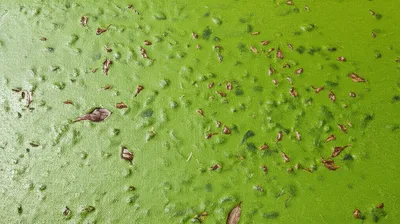 Illustration scummed - Image 1