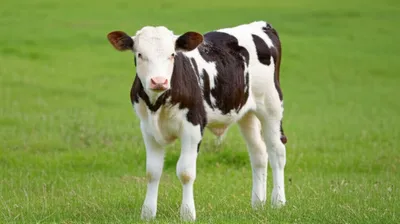 Illustration deacons - Image 1