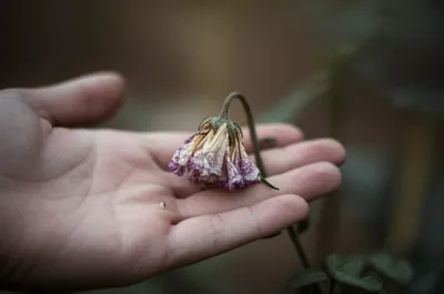 Illustration soft - Image 1