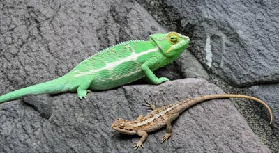 Illustration mimic - Image 1